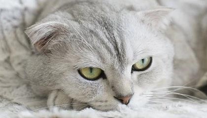 哈马斯重申愿达成全面停火协议，以色列回应：须满足五个条件